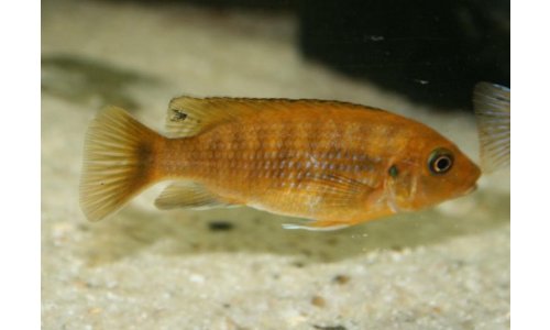 Petrotilapia small blue Nkhata Bay